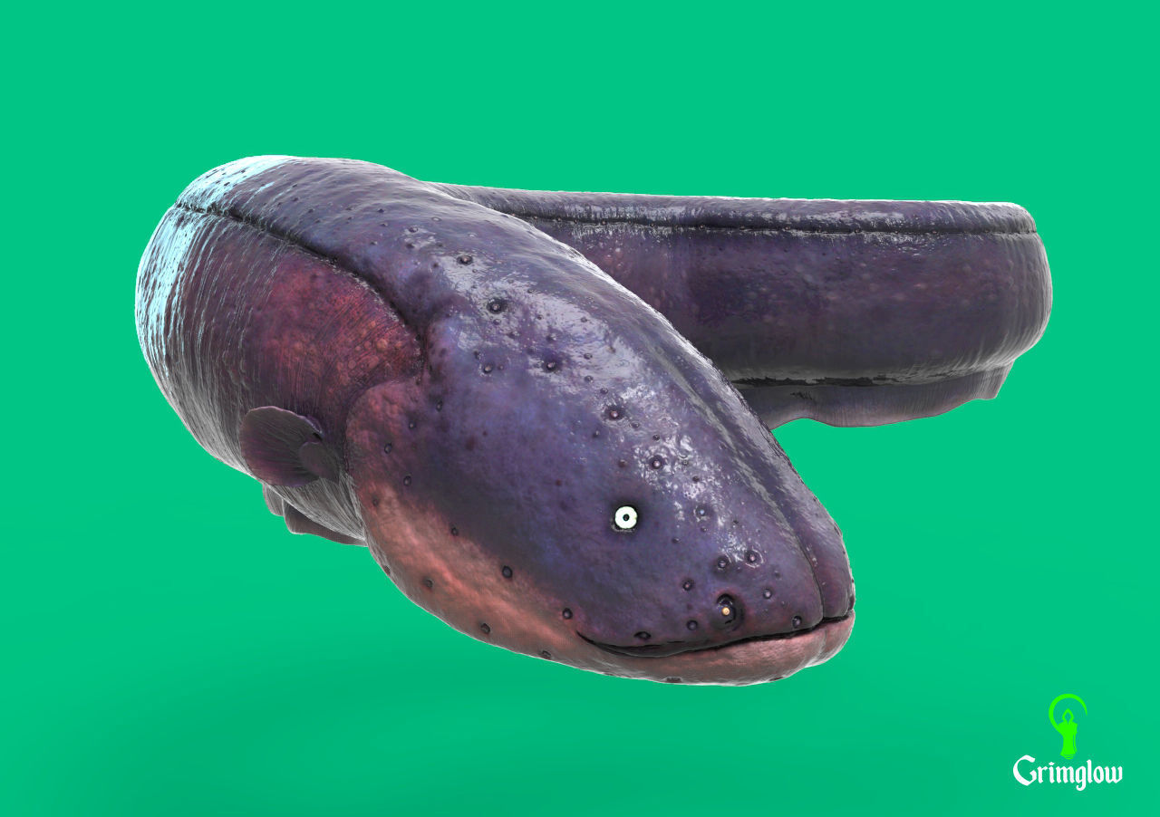 Electric Eel 3D print model_1