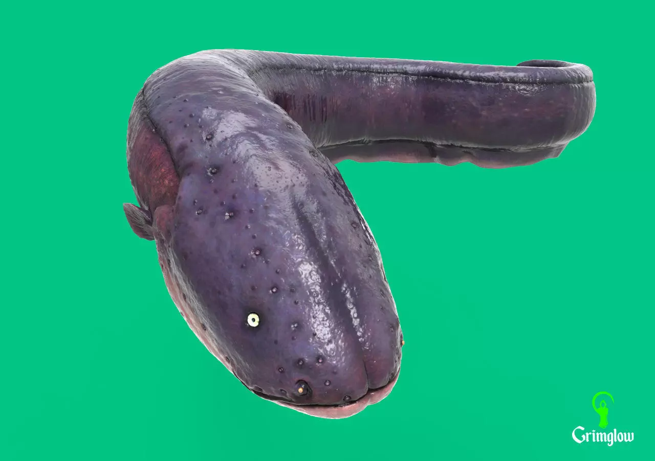 Electric Eel 3D print model_0