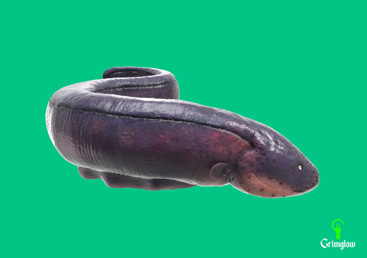 Electric Eel 3D print model_7