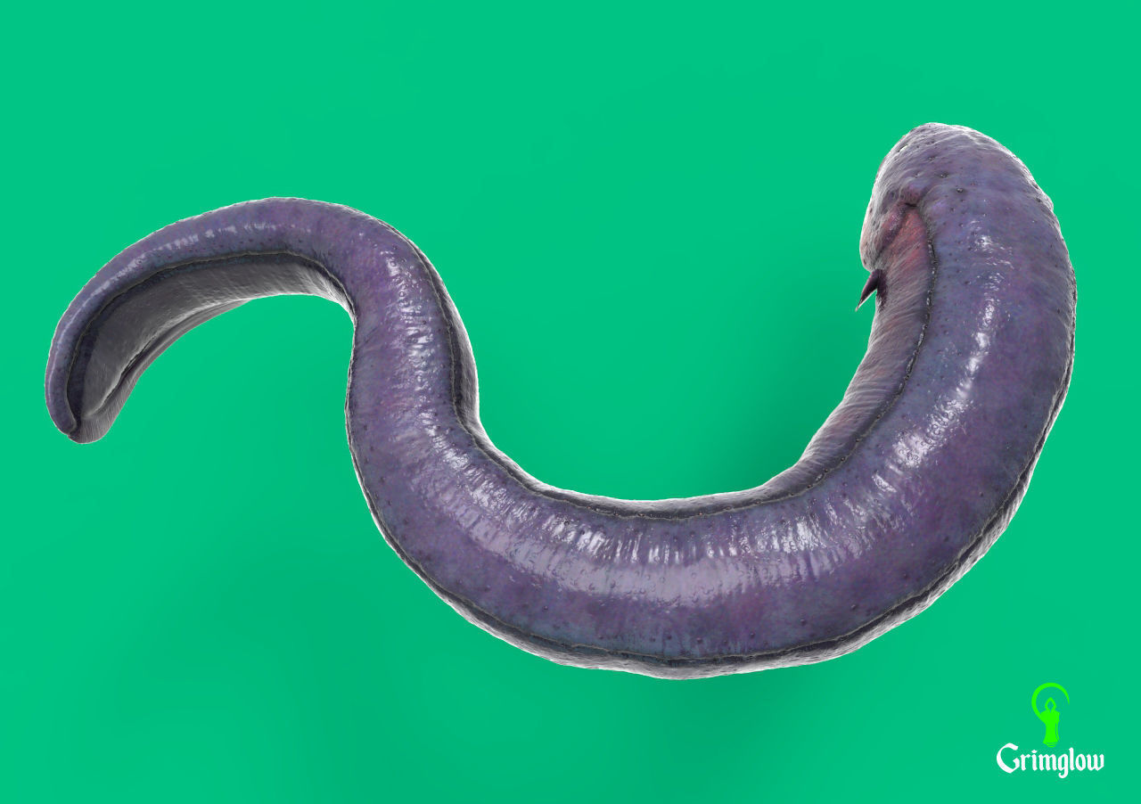 Electric Eel 3D print model_4