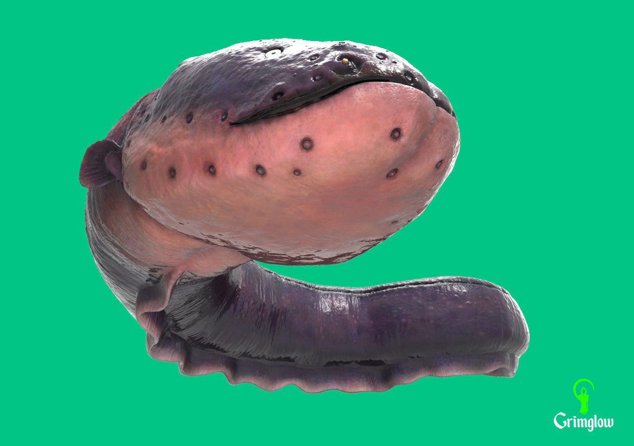 Electric Eel 3D print model_6