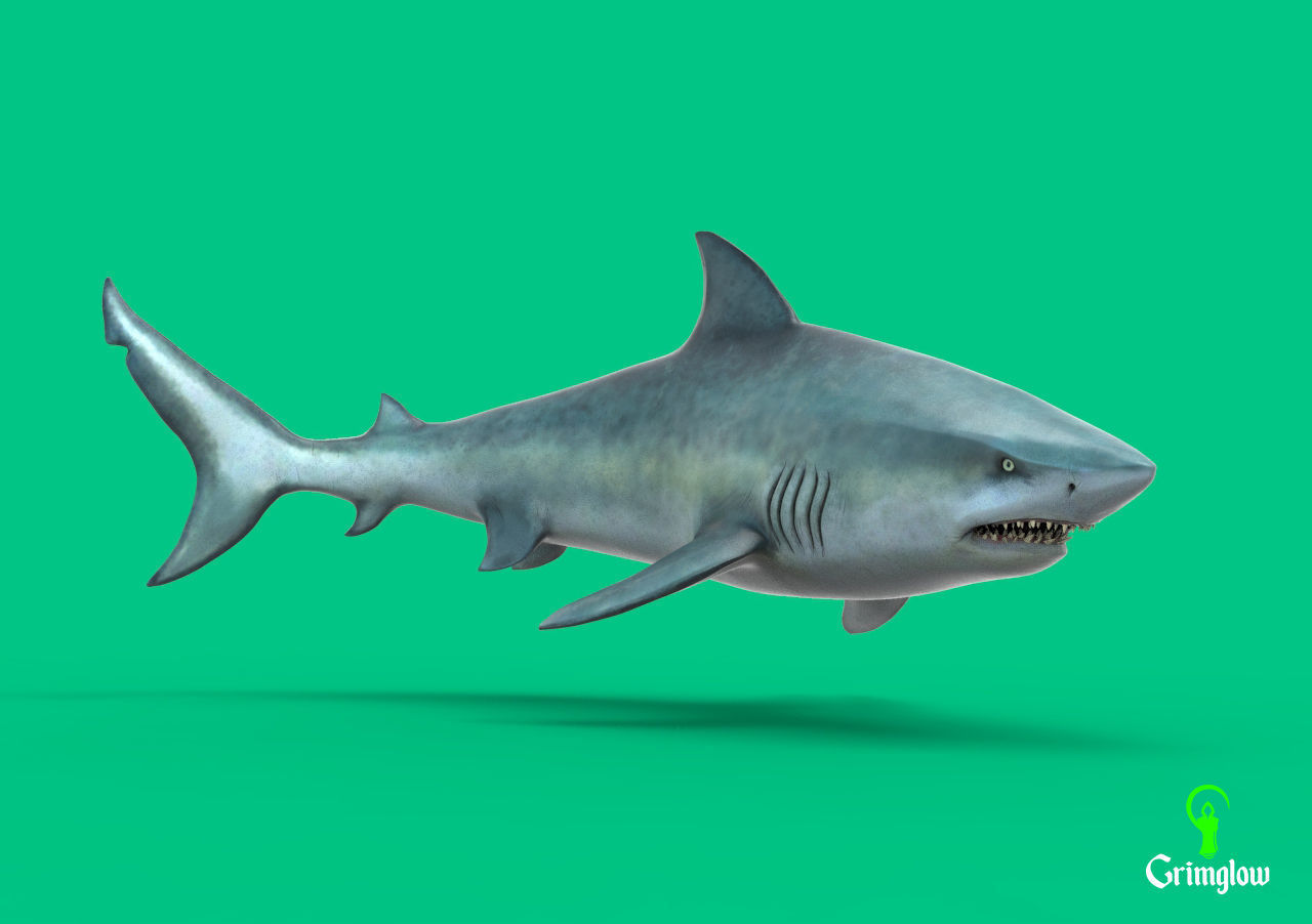 Bull Shark 3D print model_5