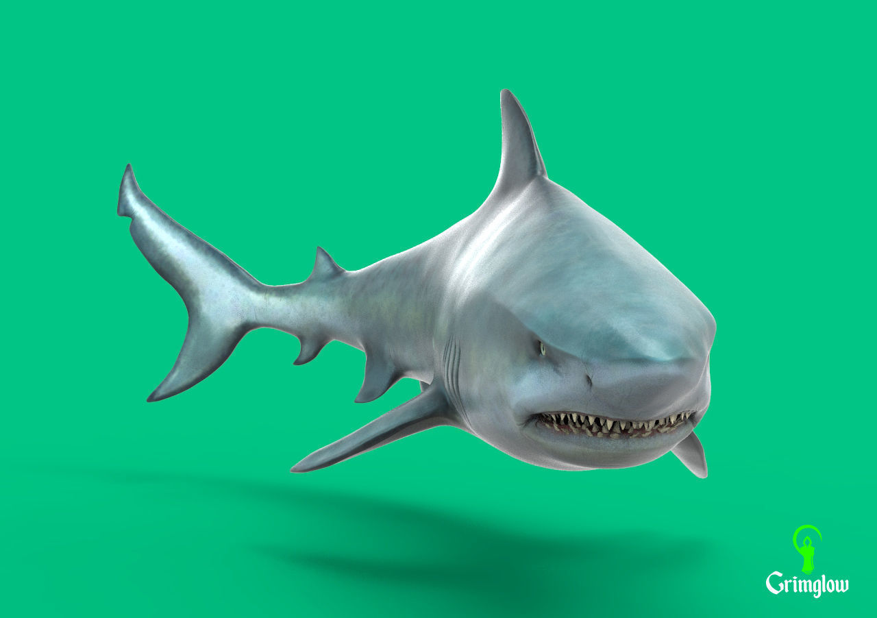 Bull Shark 3D print model_4