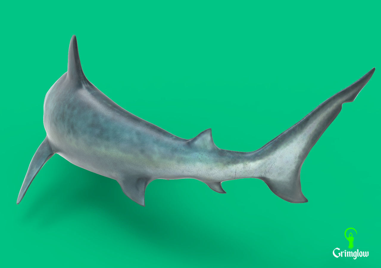 Bull Shark 3D print model_9