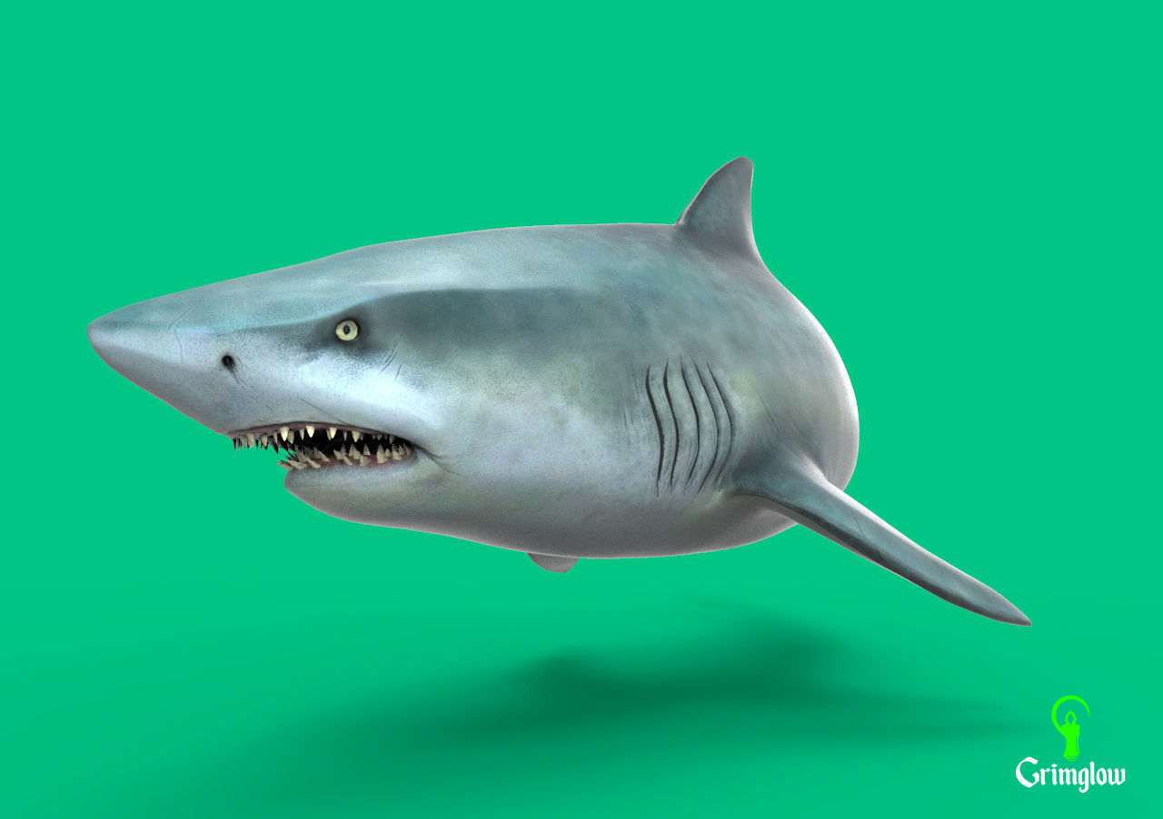 Bull Shark 3D print model_8