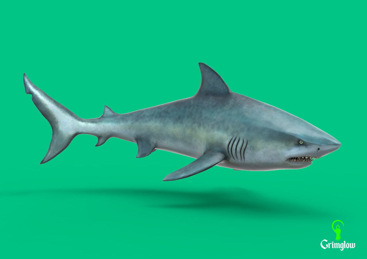 Bull Shark 3D print model_6