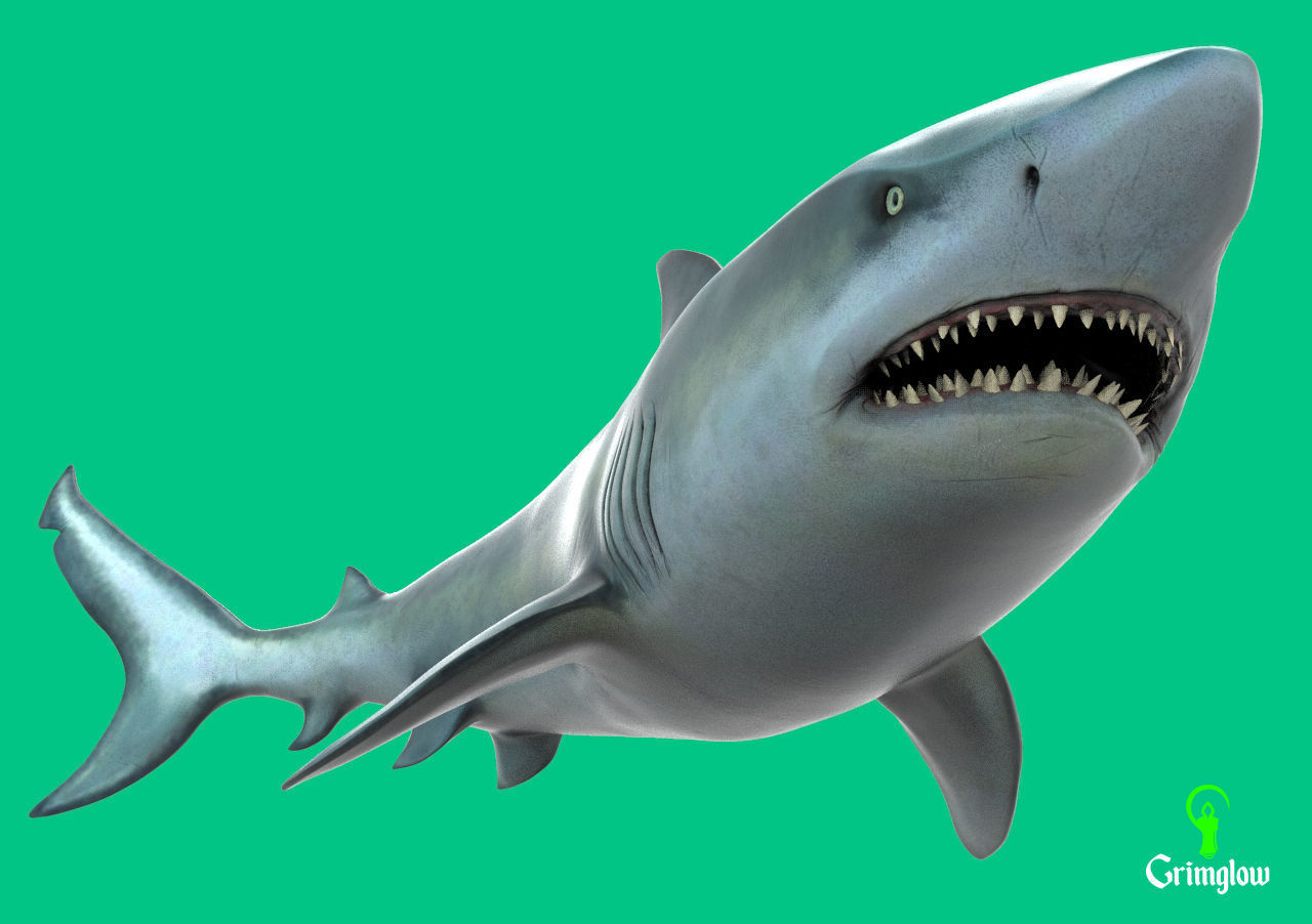 Bull Shark 3D print model_10