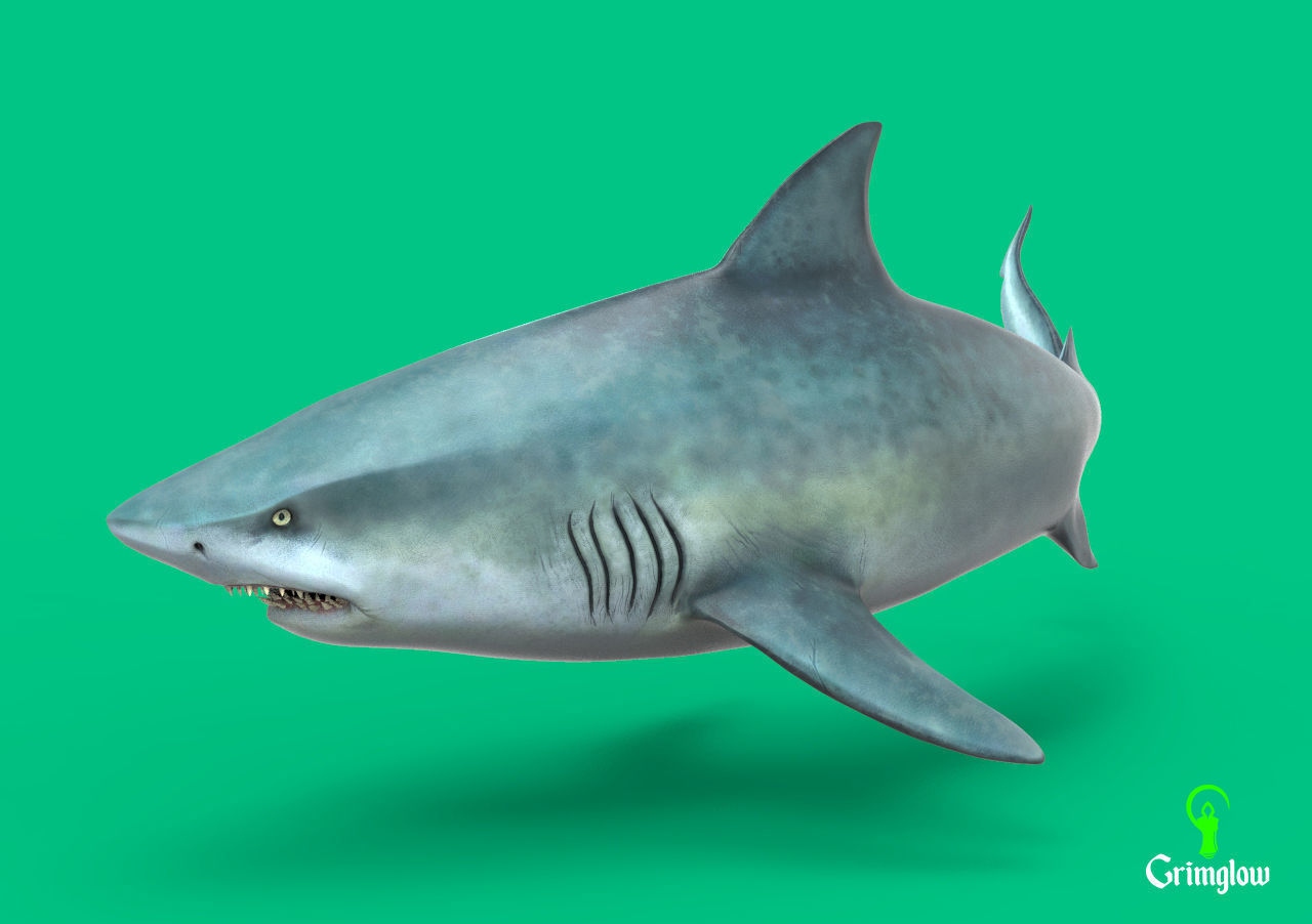 Bull Shark 3D print model_7