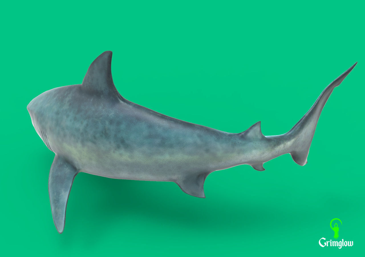 Bull Shark 3D print model_2