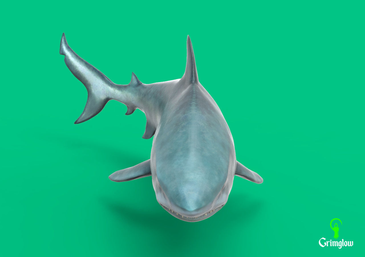 Bull Shark 3D print model_3