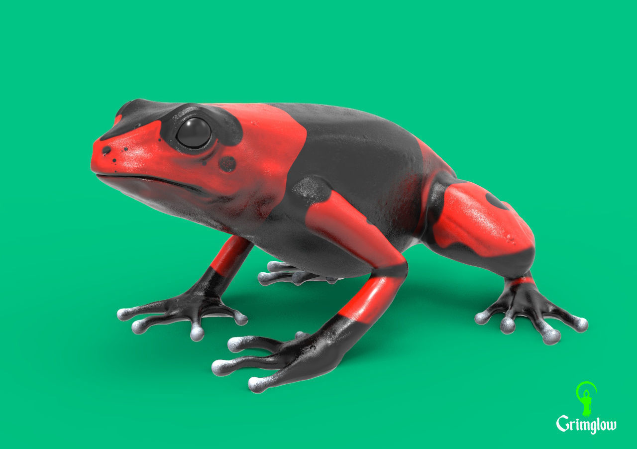 Harlequin frog 3D print model_1