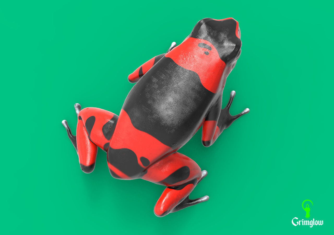 Harlequin frog 3D print model_3