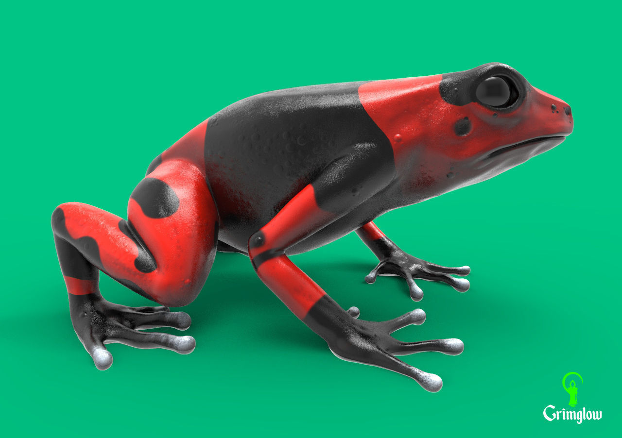 Harlequin frog 3D print model_6