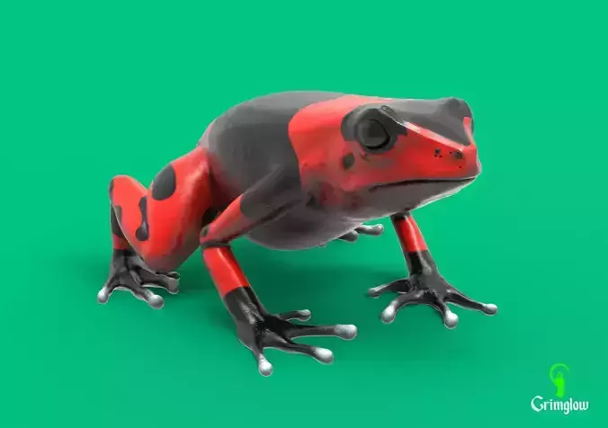 Harlequin frog 3D print model