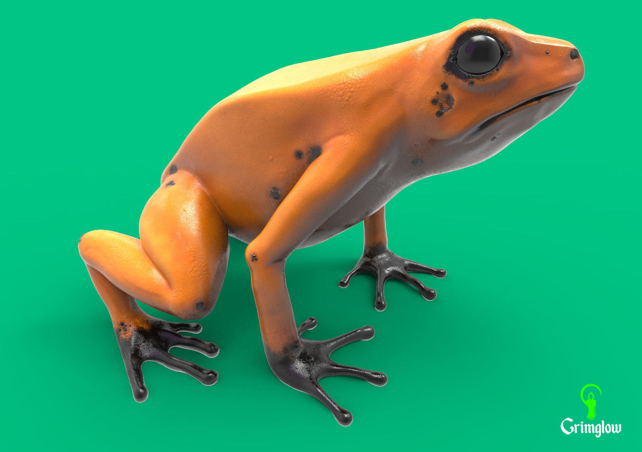Golden dart frog 3D print model_6