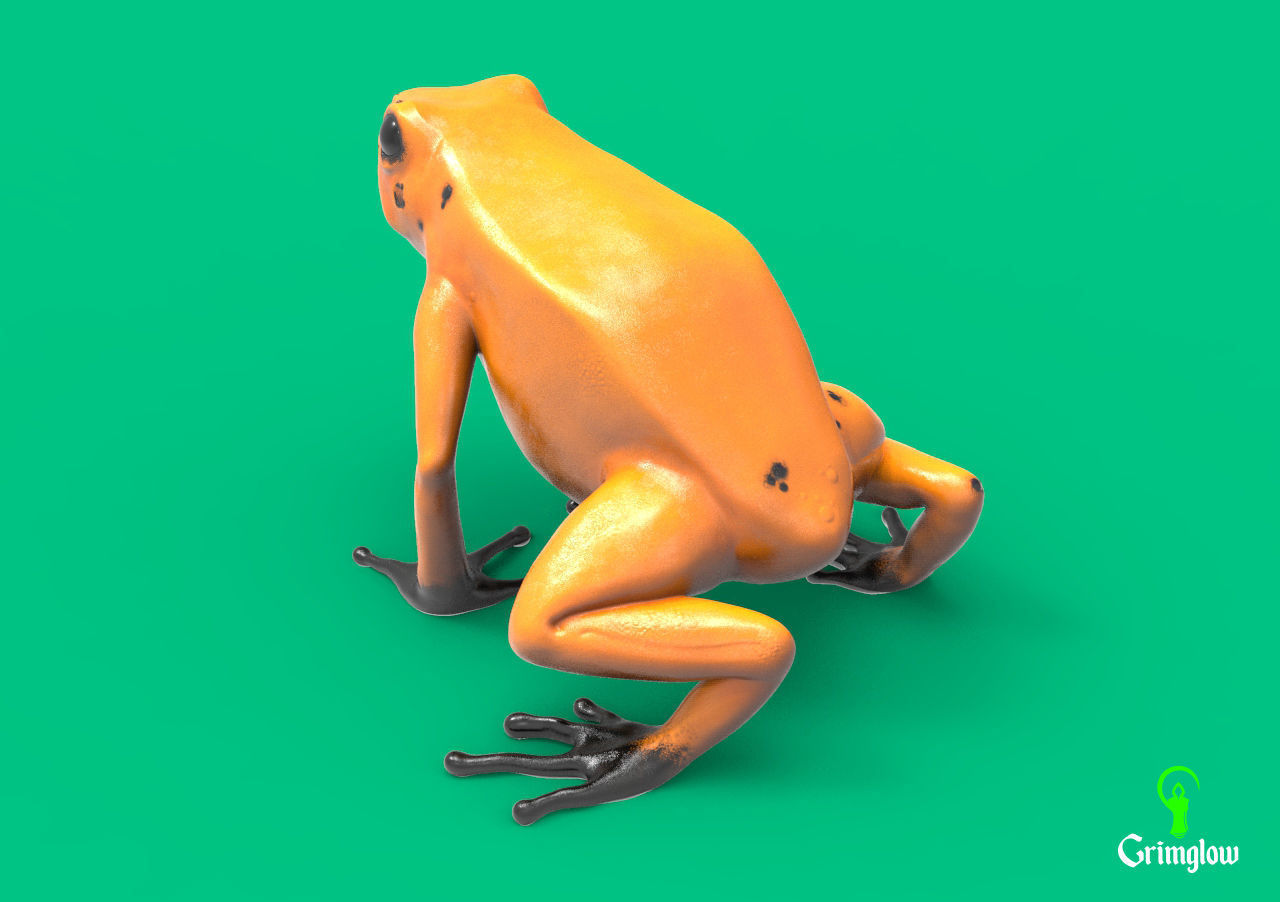 Golden dart frog 3D print model_2