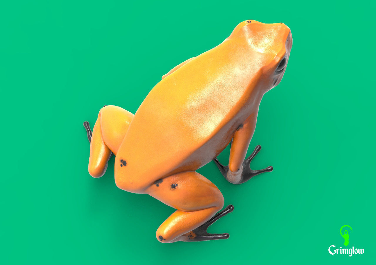Golden dart frog 3D print model_3