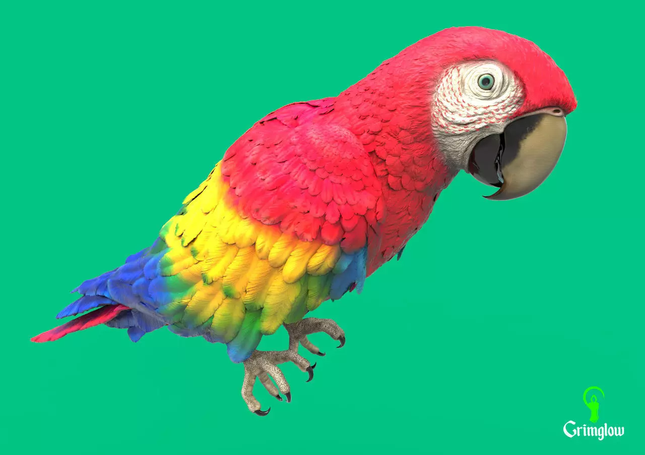Scarlet macaw 3D print model