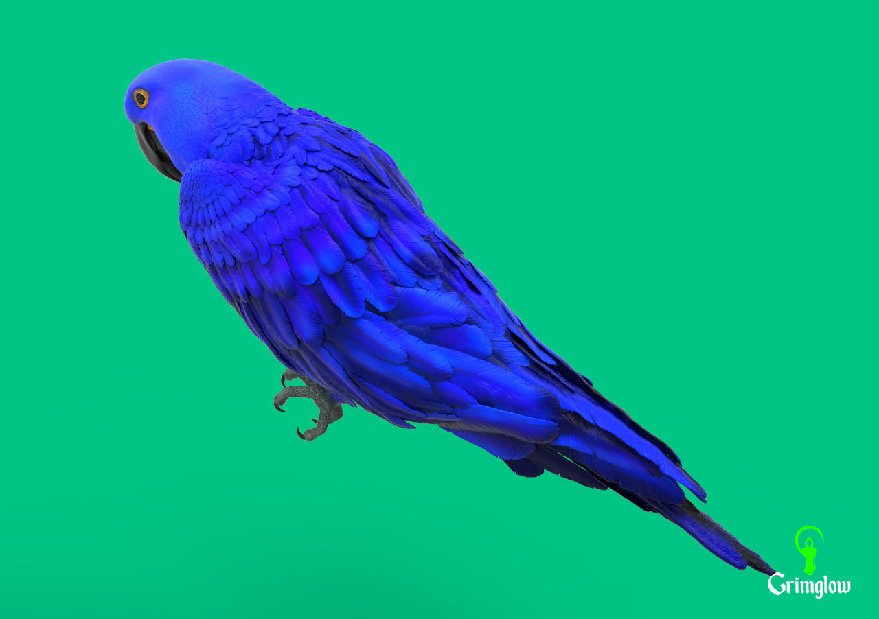 Hyacinth macaw 3D print model_3
