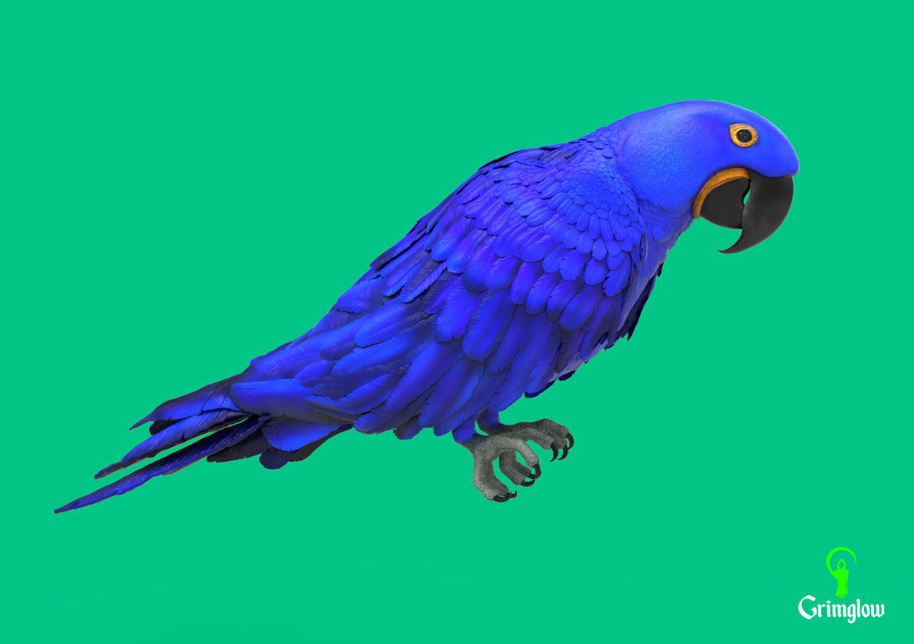 Hyacinth macaw 3D print model_1