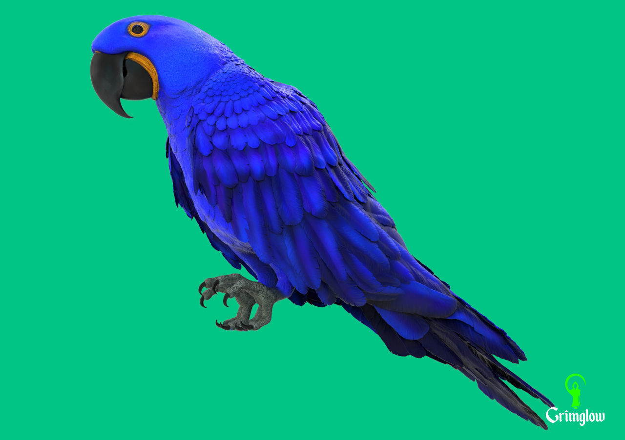 Hyacinth macaw 3D print model_6