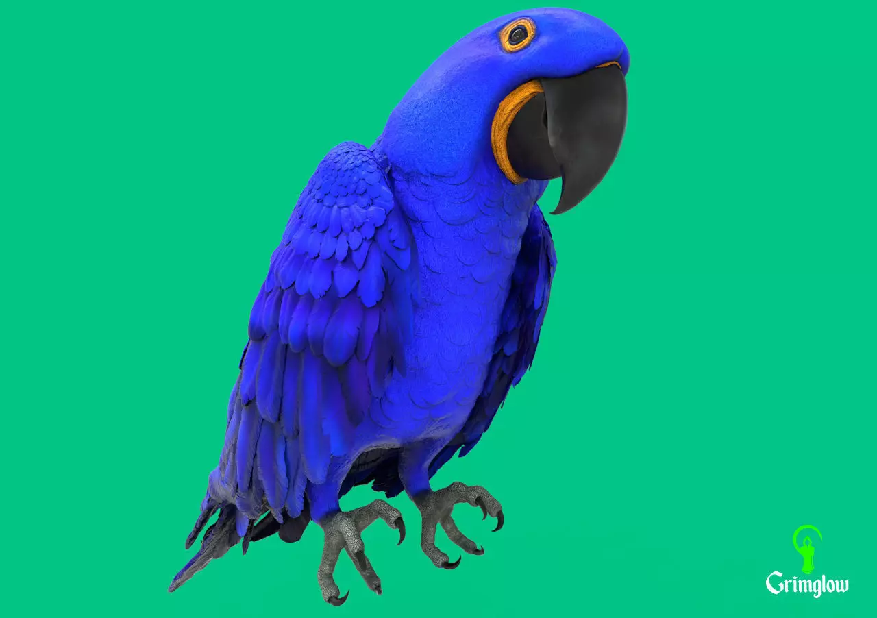 Hyacinth macaw 3D print model_0