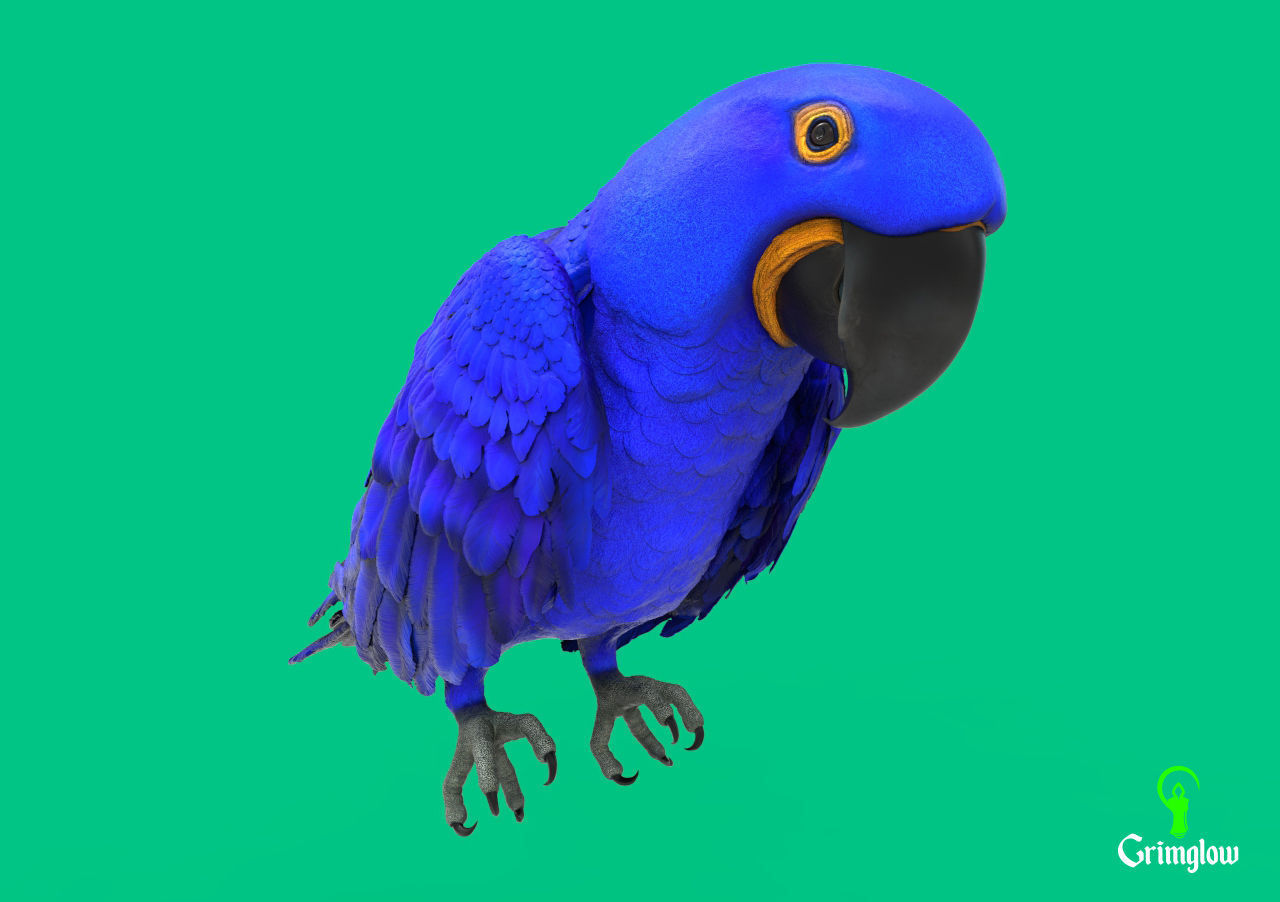Hyacinth macaw 3D print model_4