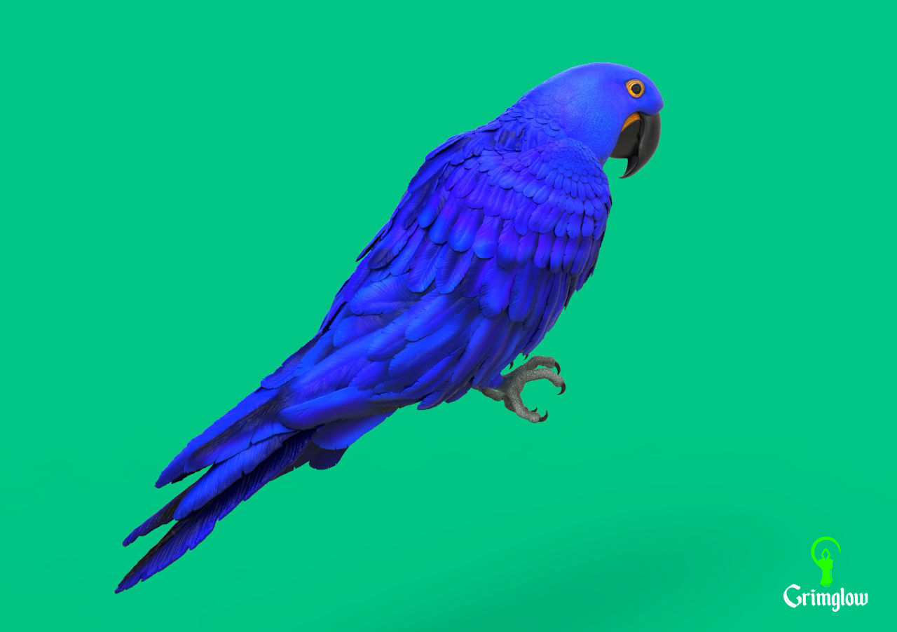 Hyacinth macaw 3D print model_7