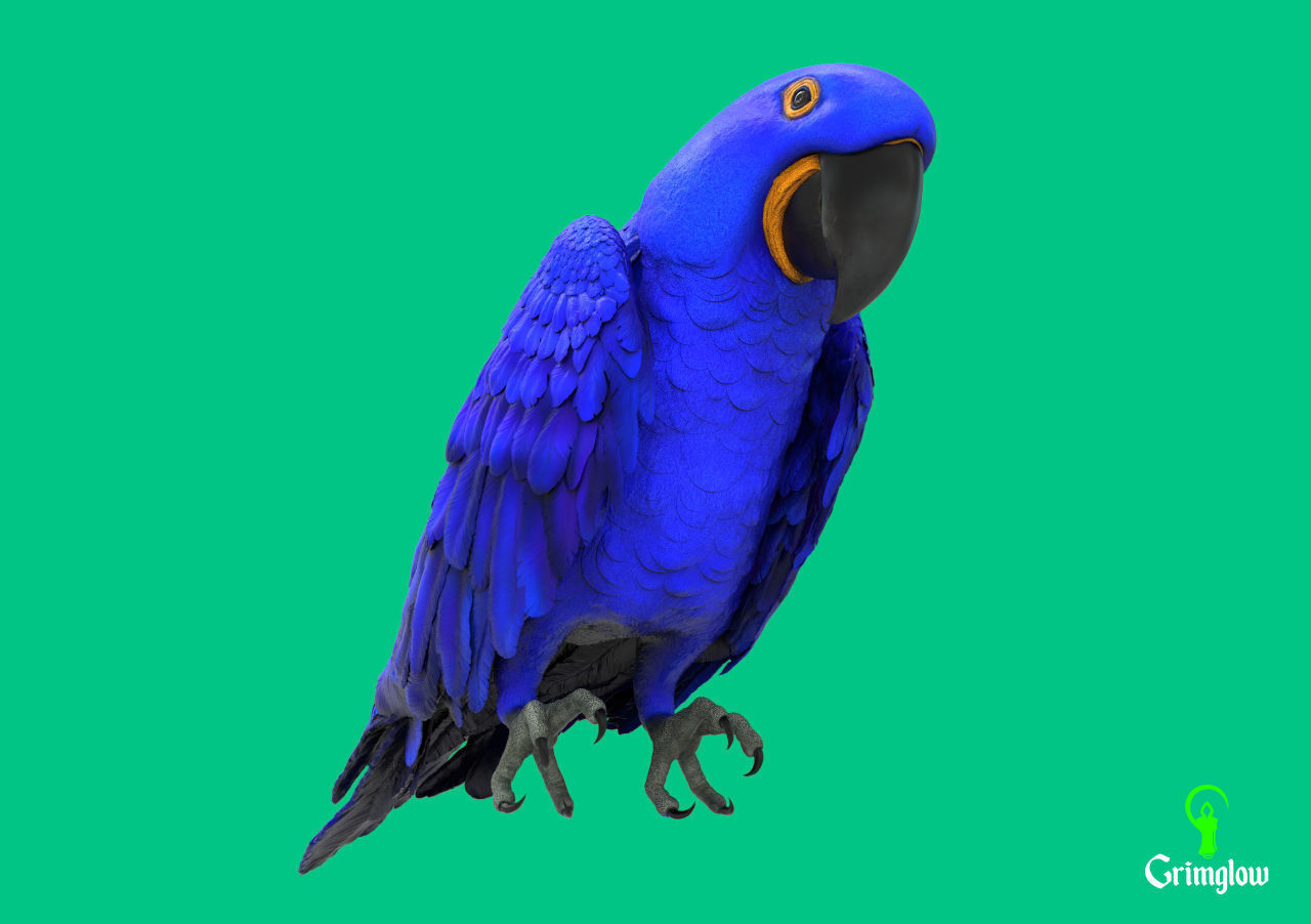 Hyacinth macaw 3D print model_2