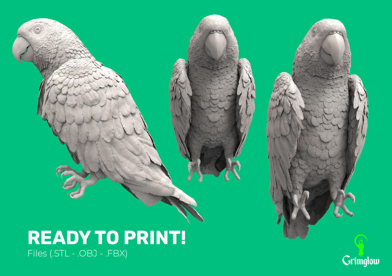 Red-lored parrot 3D print model_8