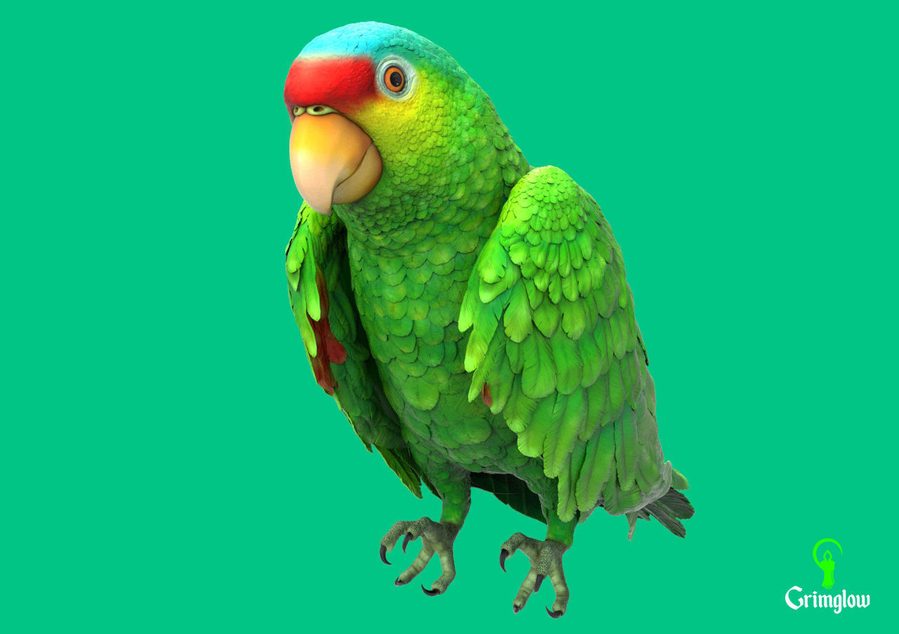 Red-lored parrot 3D print model_1