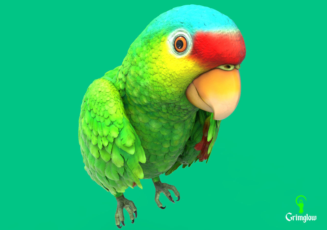 Red-lored parrot 3D print model_2