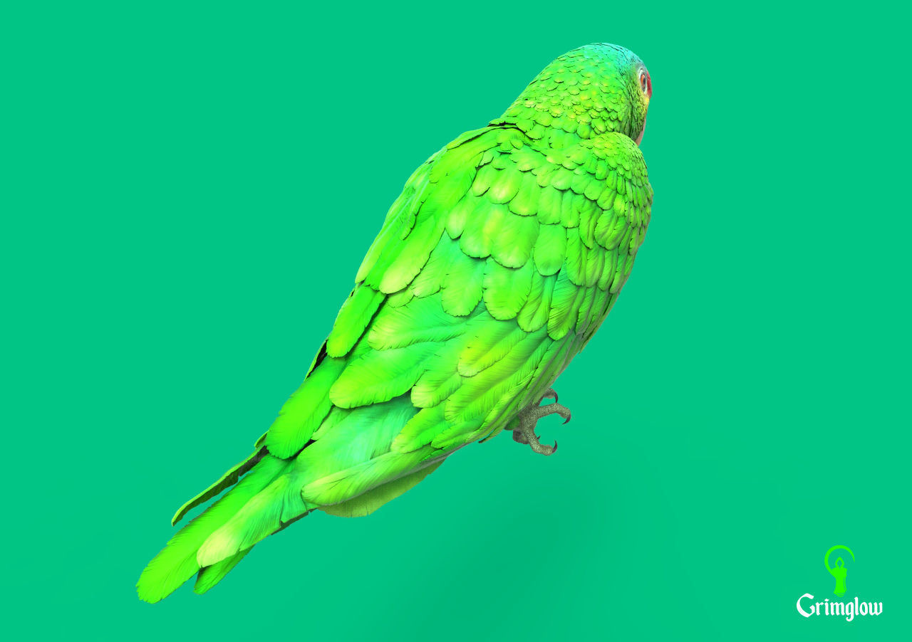 Red-lored parrot 3D print model_6