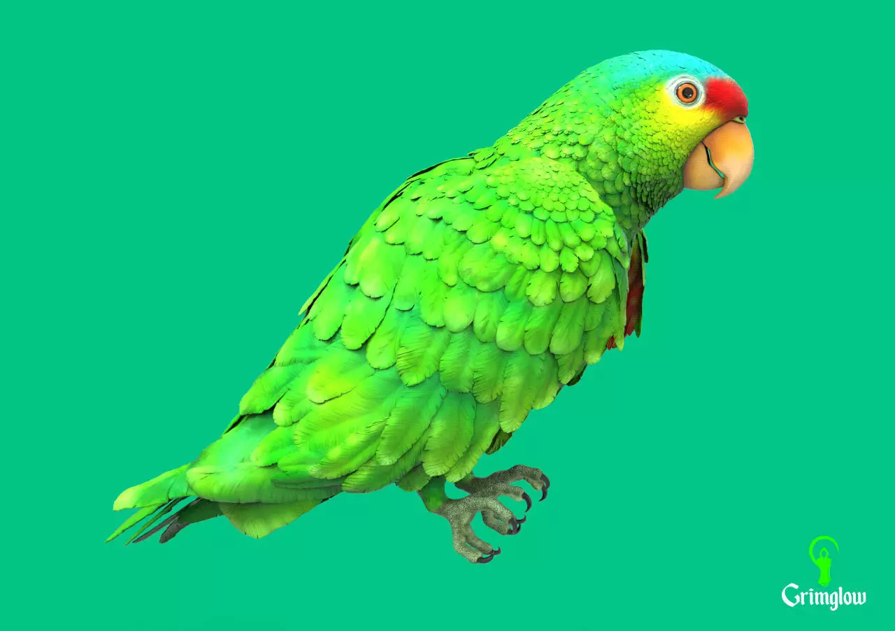 Red-lored parrot 3D print model_0