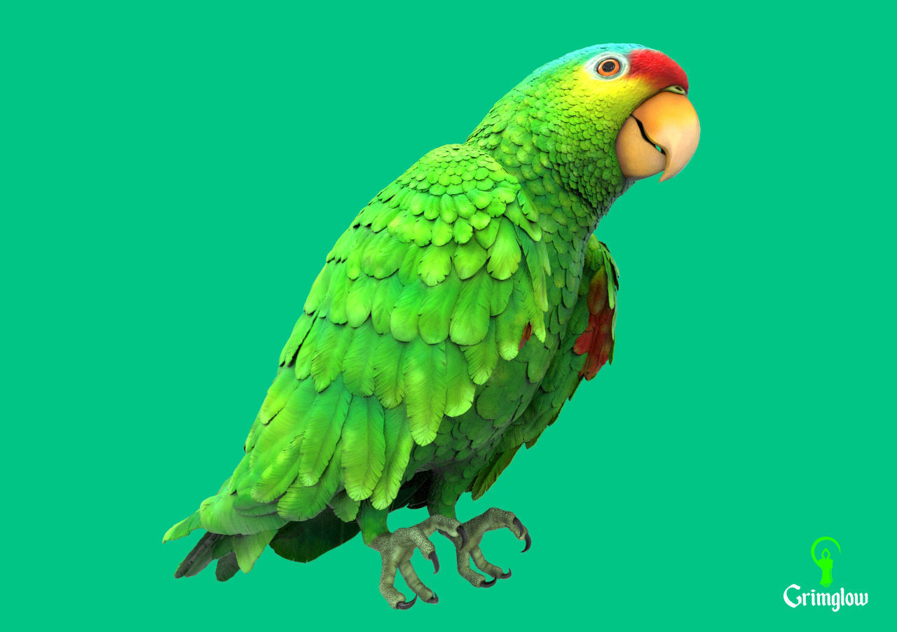 Red-lored parrot 3D print model_5