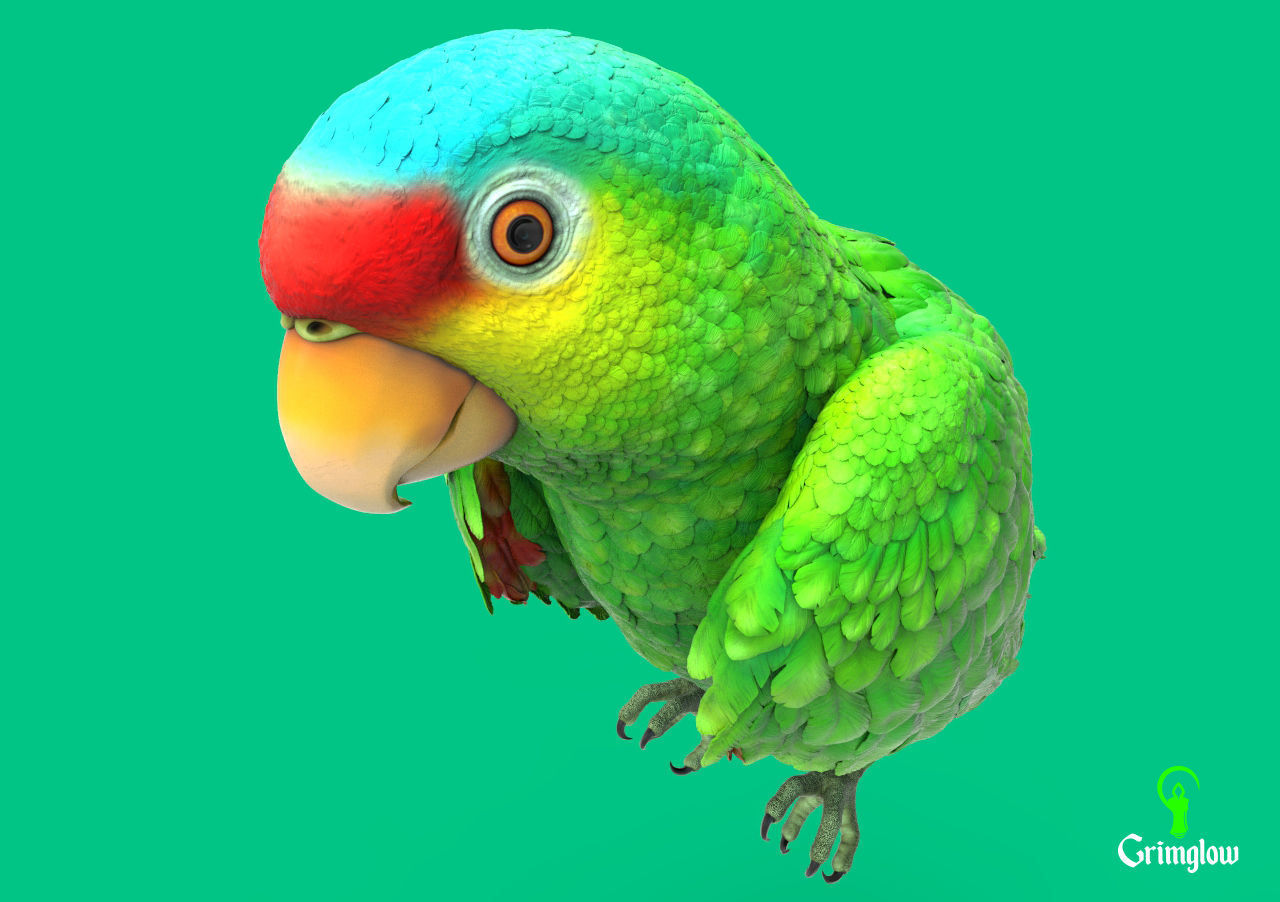 Red-lored parrot 3D print model_7