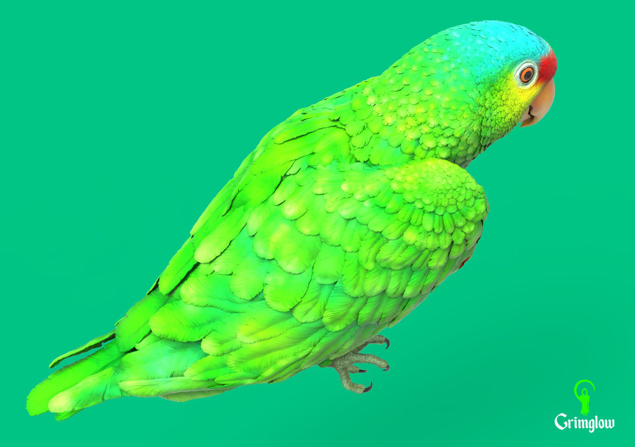 Red-lored parrot 3D print model_4