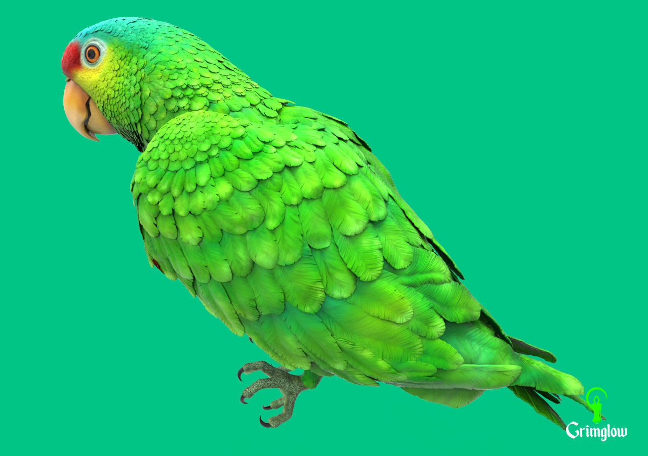 Red-lored parrot 3D print model_3