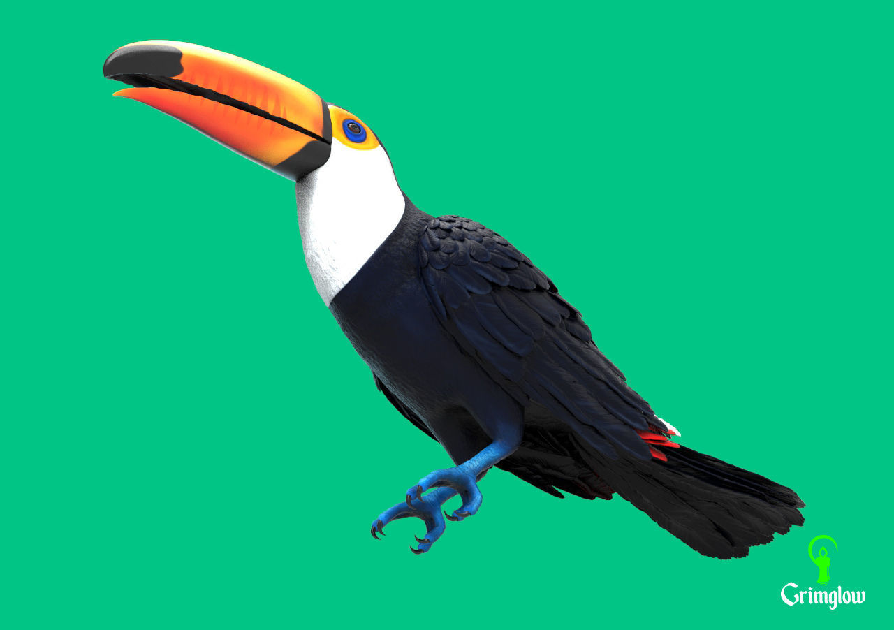 Toucan Toco 3D print model_4
