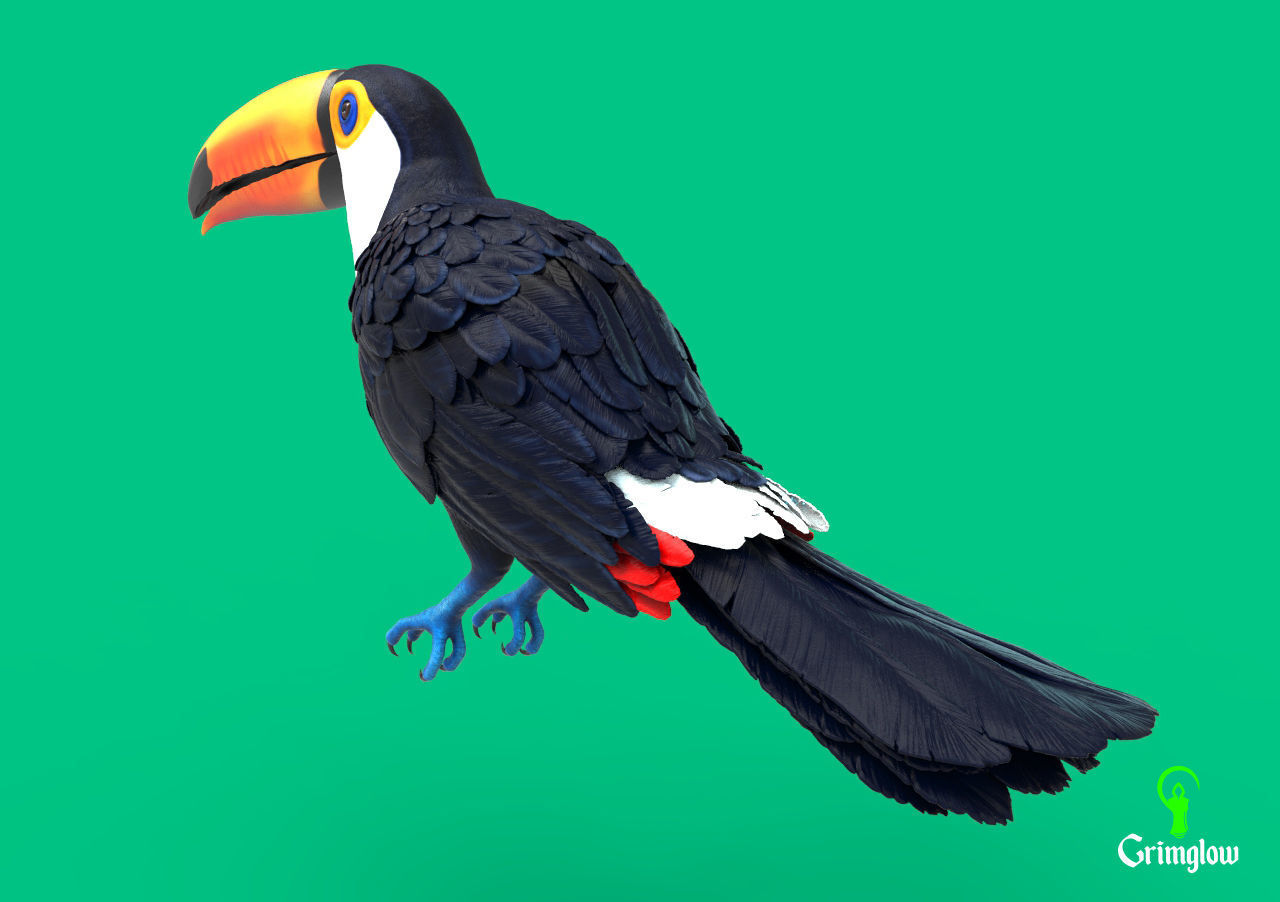 Toucan Toco 3D print model_5