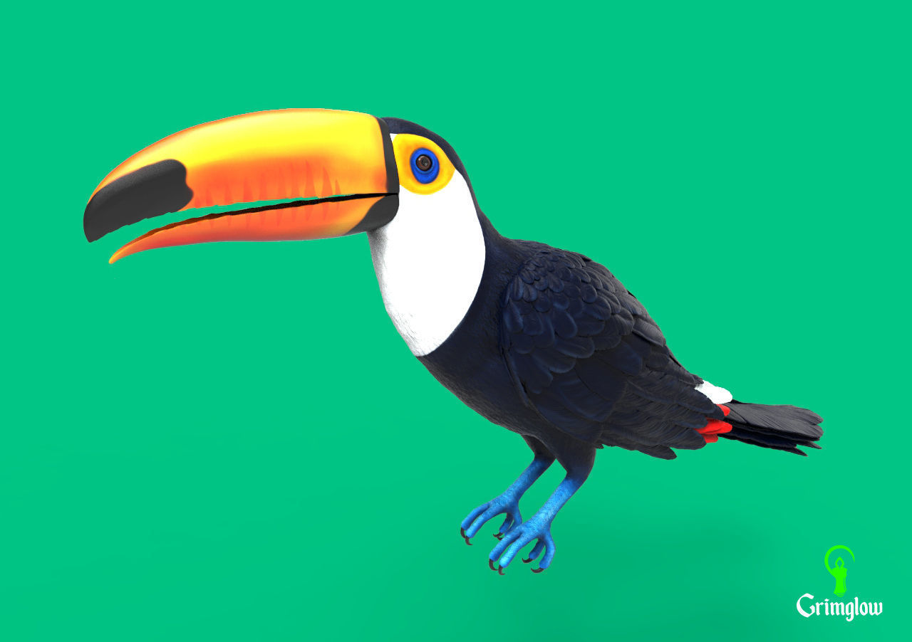Toucan Toco 3D print model_2