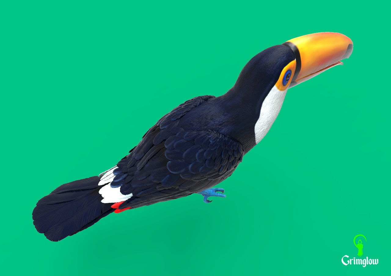Toucan Toco 3D print model_6