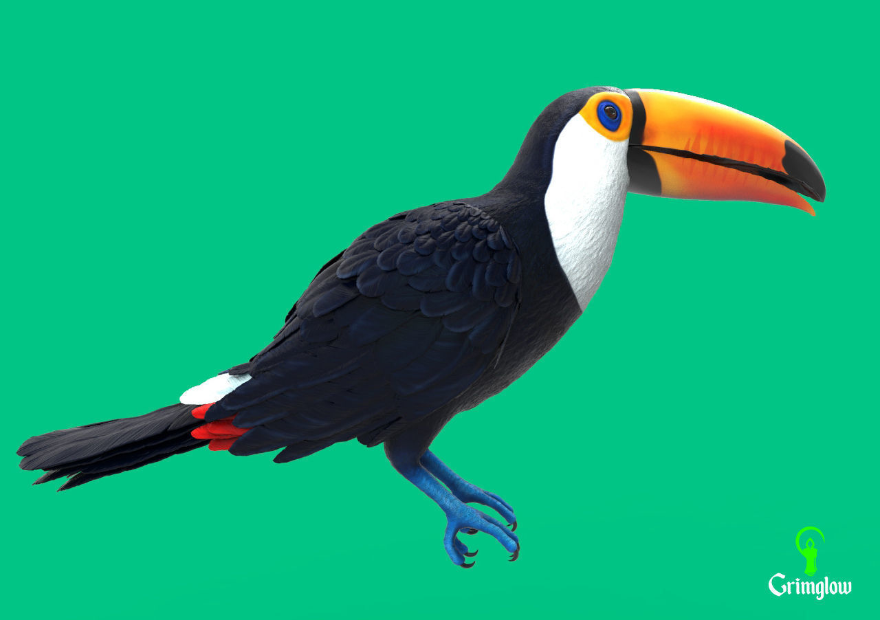 Toucan Toco 3D print model_1