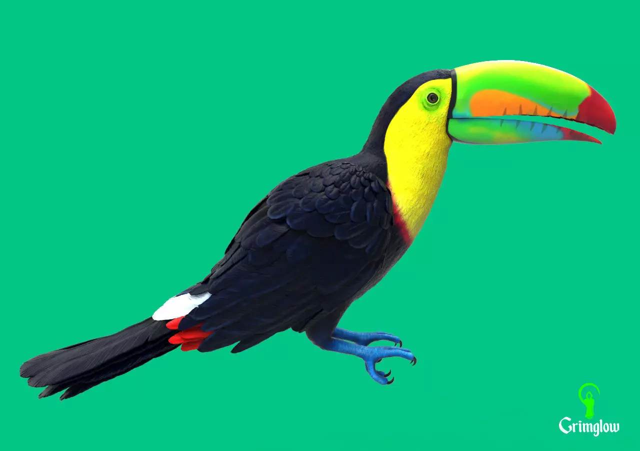 Keel-billed Toucan 3D print model_0