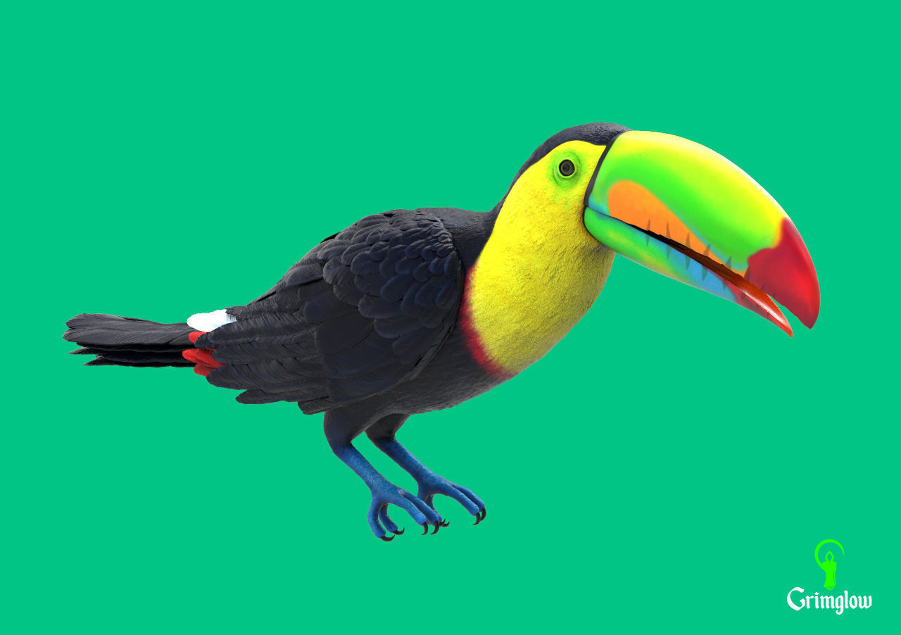 Keel-billed Toucan 3D print model_1