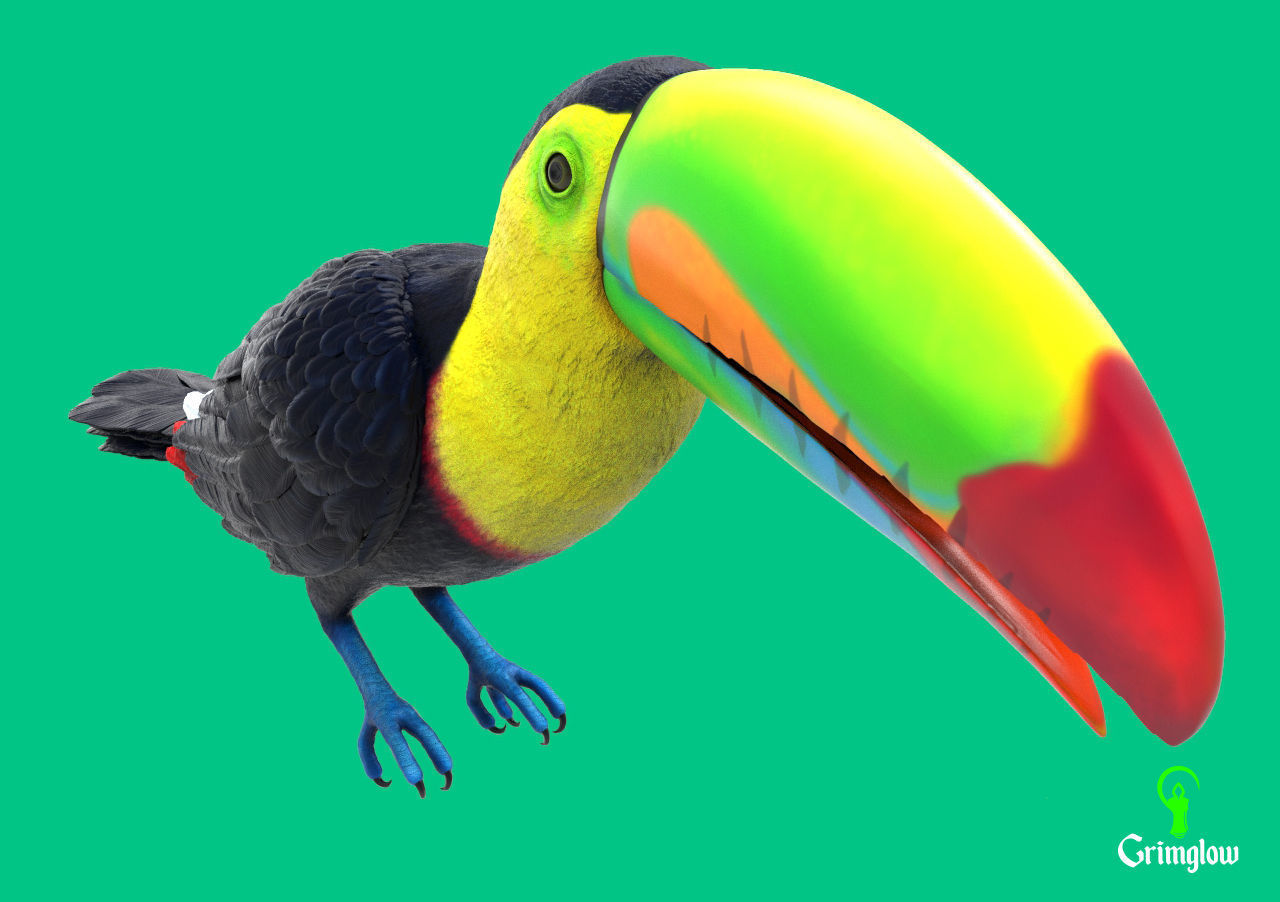 Keel-billed Toucan 3D print model_4