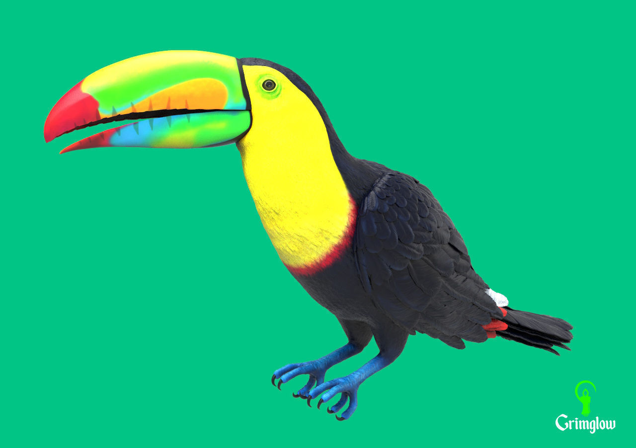 Keel-billed Toucan 3D print model_3