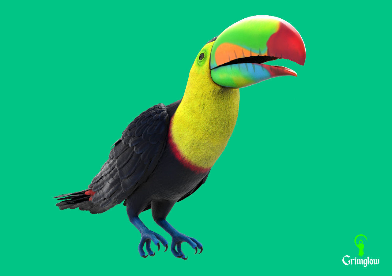 Keel-billed Toucan 3D print model_6