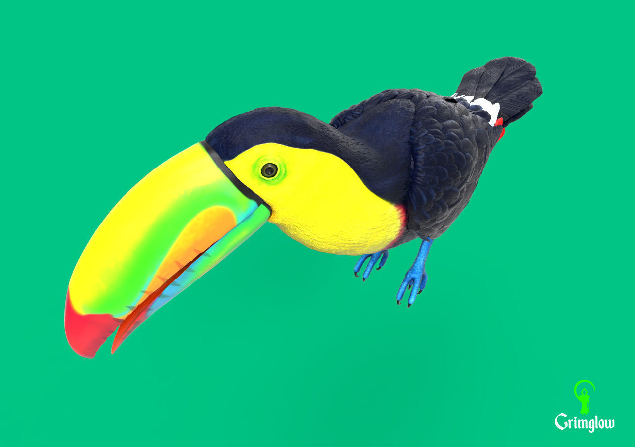 Keel-billed Toucan 3D print model_5