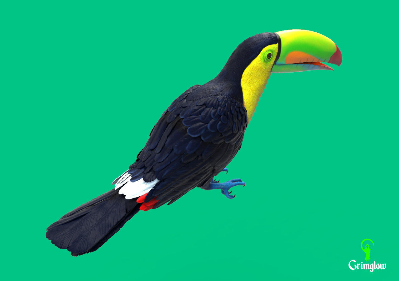 Keel-billed Toucan 3D print model_7